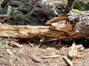 Beware of the yellow jacket log on the PCT