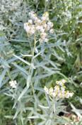 Pearly everlasting_Anaphalis margaritacea